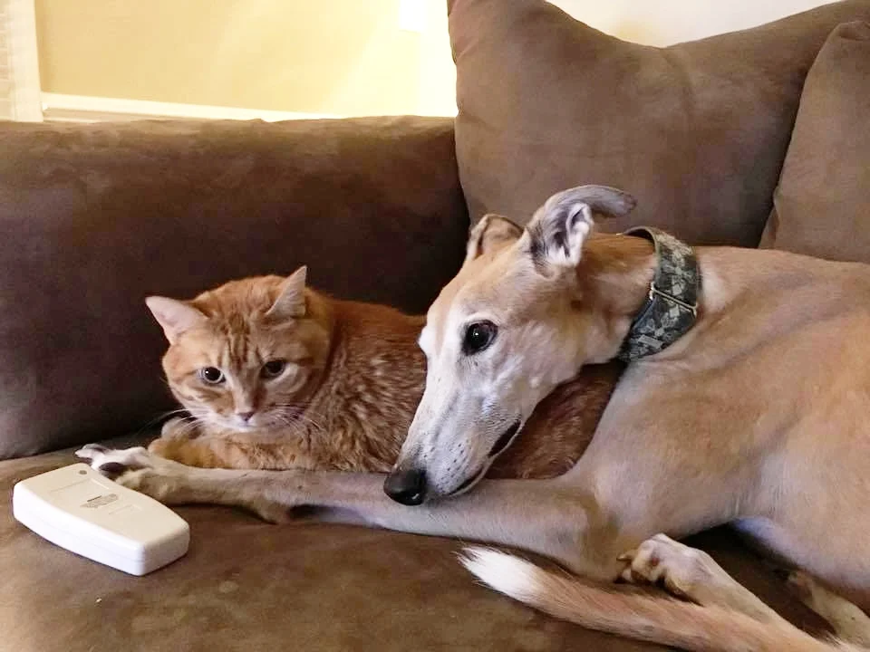 zoey using cat as pillow.jpg