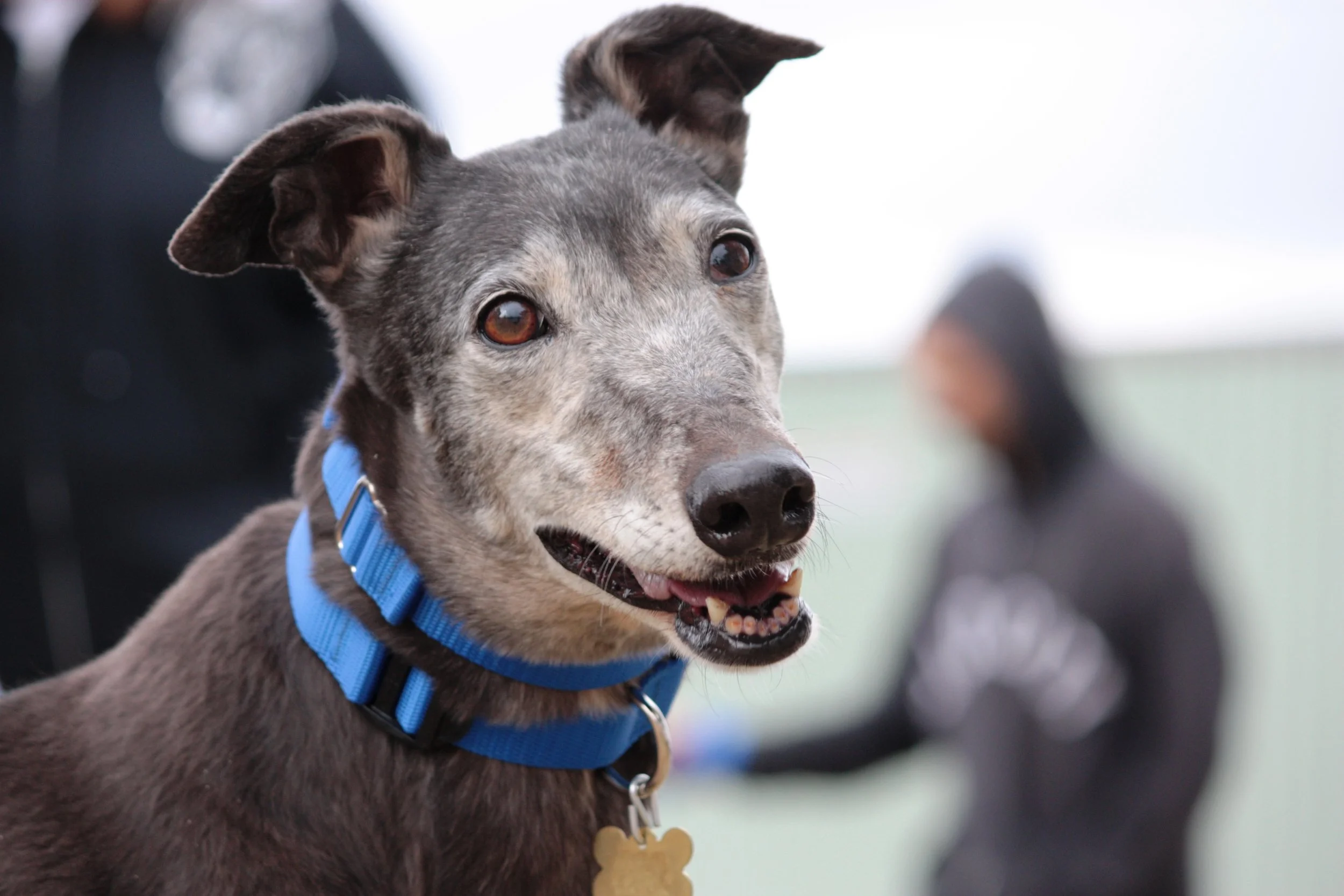 boarding kennels for greyhounds near me