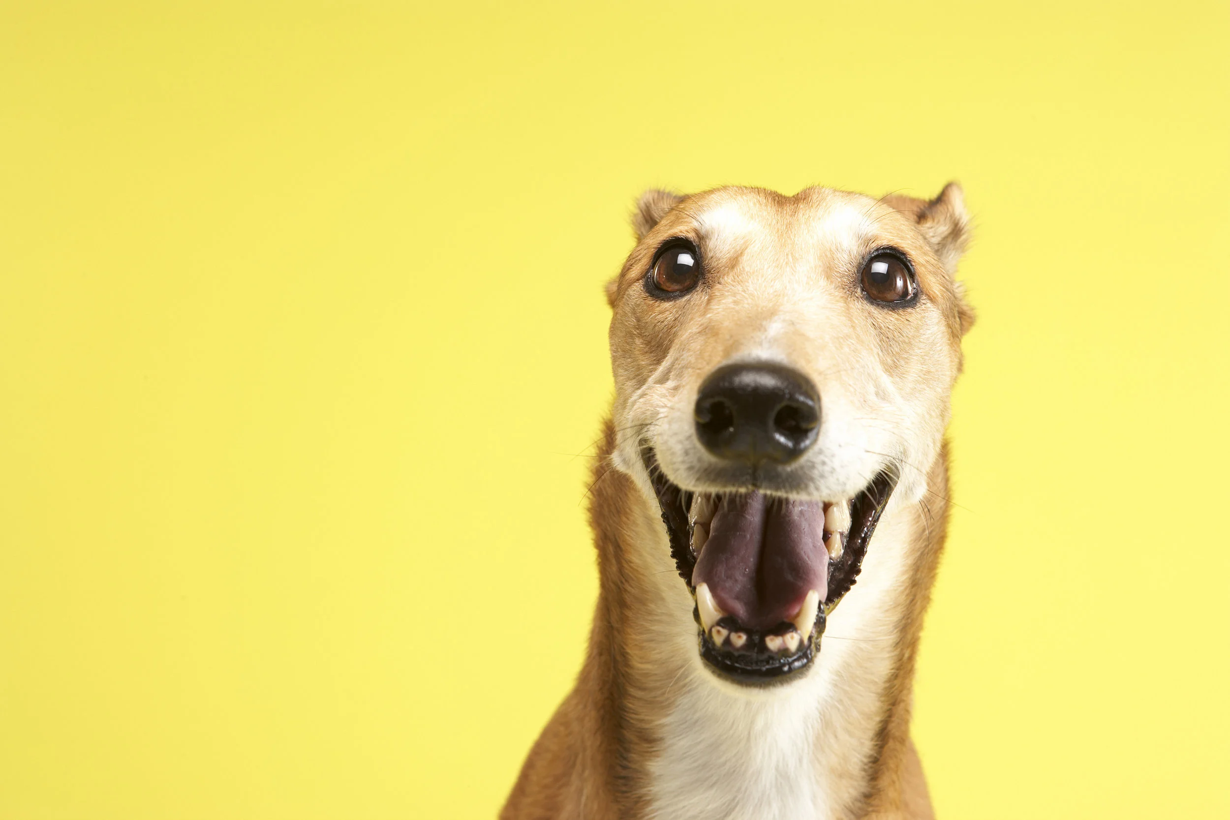 About Fostering — Colorado Greyhound Adoption
