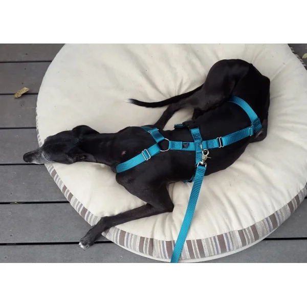 Greyhound Cut SAFETY Harness
