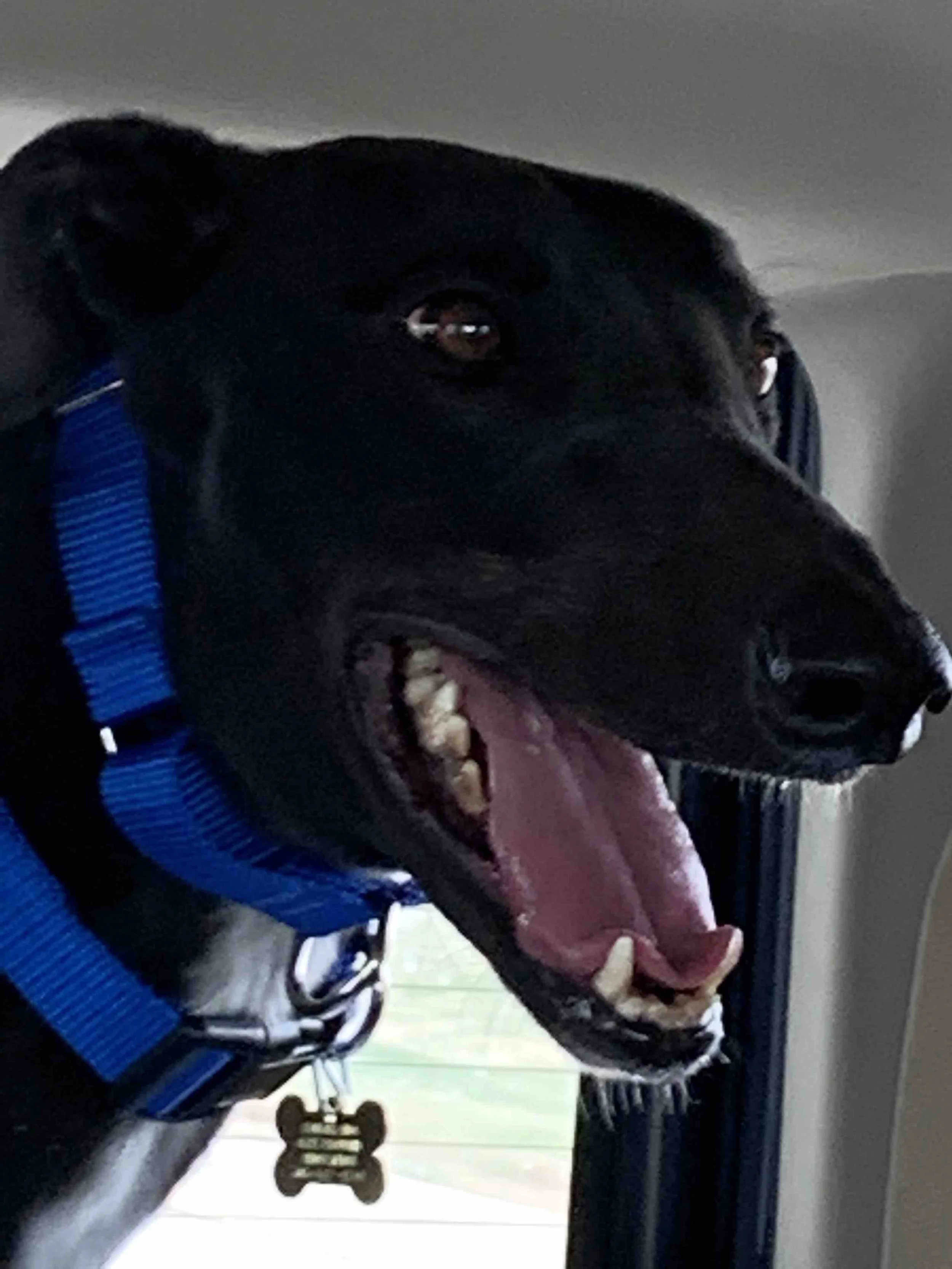 Back in Black - Bud.jpg