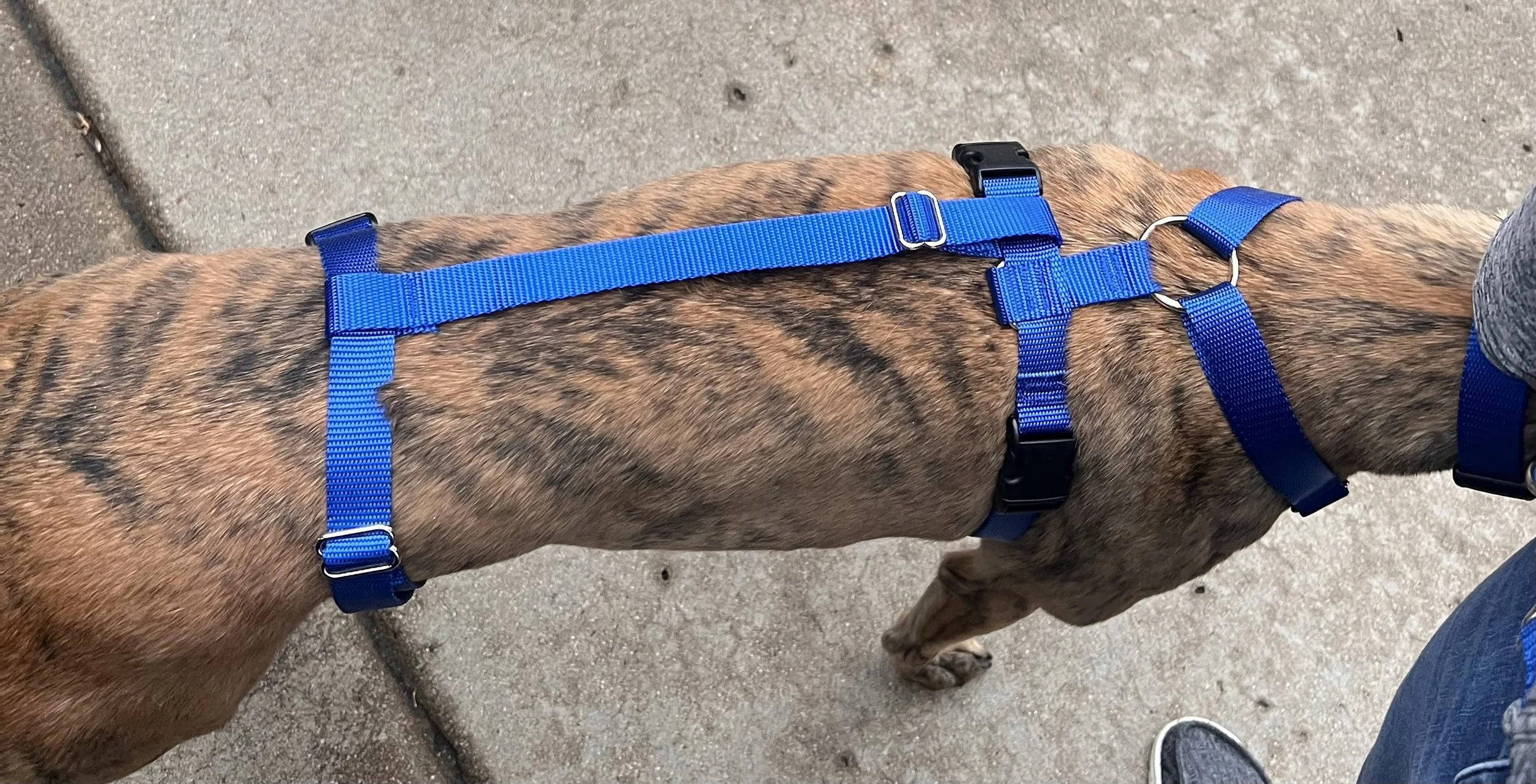 Safety Strap for Harness