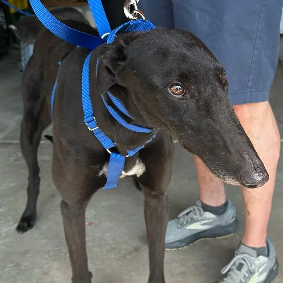 Larry - Mr Favour (AUS)