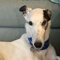 ADOPTED - Carmelo