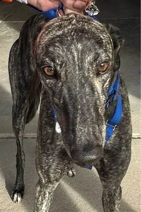 ADOPTED - Zipping Tahlia - Tahlia (AUS)