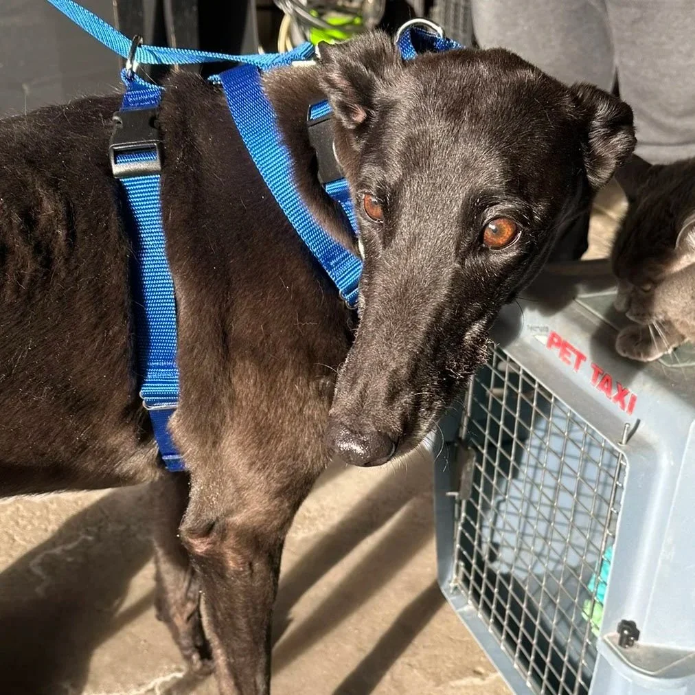 ADOPTED - All Stoked Up - Stoker (AUS)