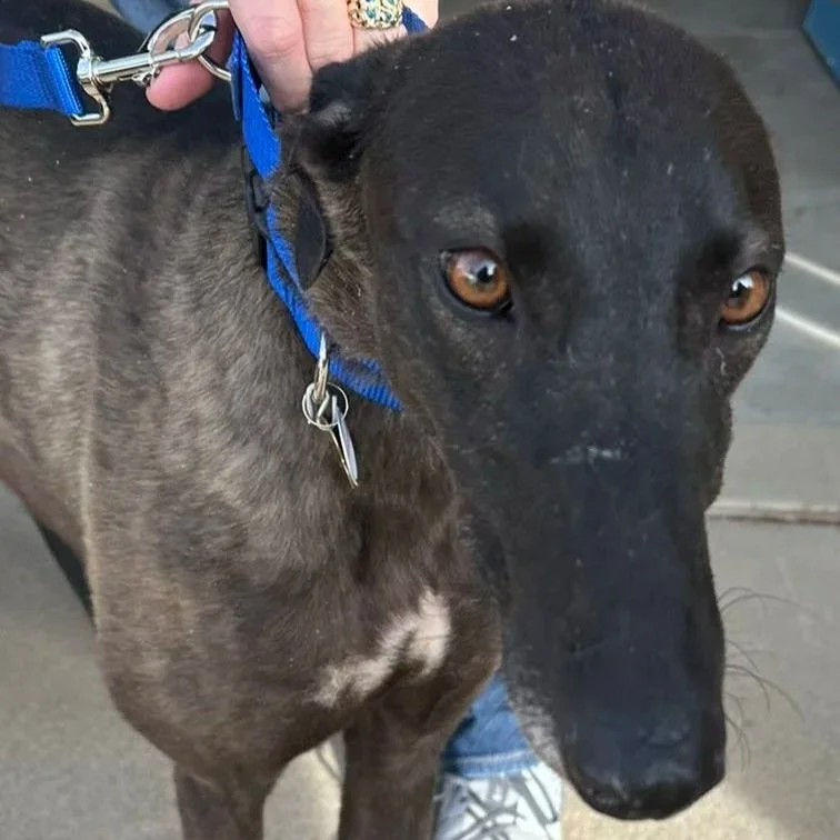 ADOPTED- Fancy Maddison - Maddison (AUS)