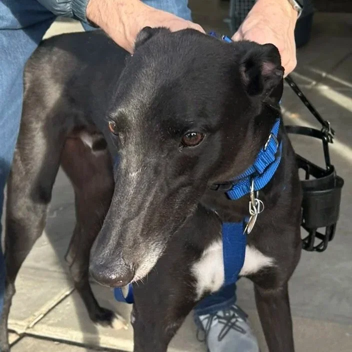 ADOPTED  - My Runaway - Agatha (AUS)