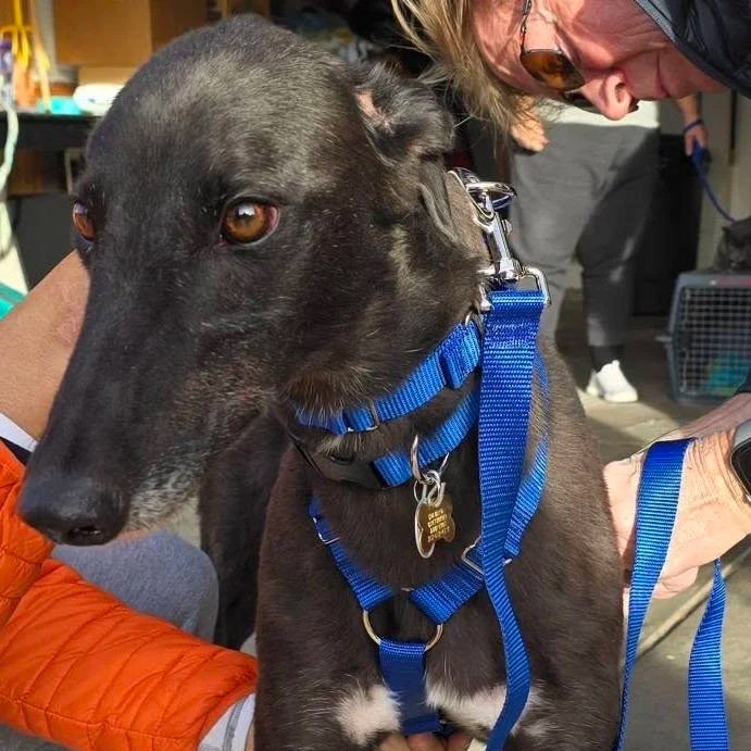 Final Blow - Sebastian (AUS)