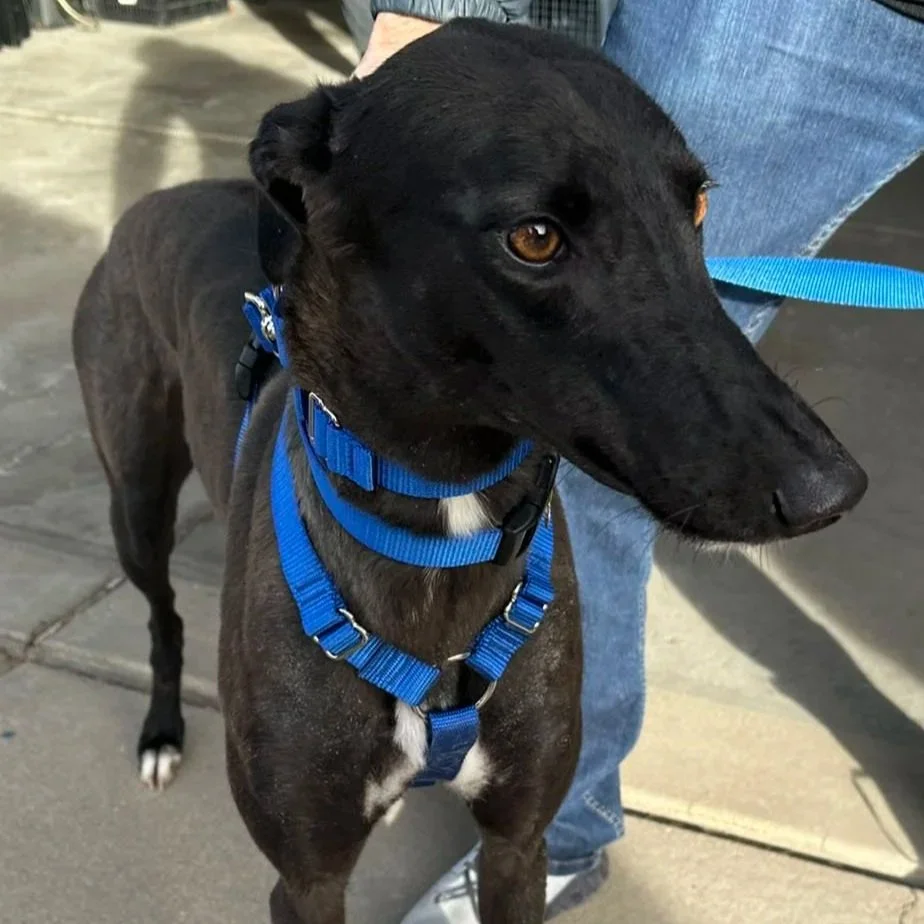 ADOPTION PENDING - Gin on Ice - Ginny (AUS)