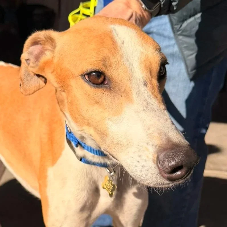 DD's Boom Ba - Number 9