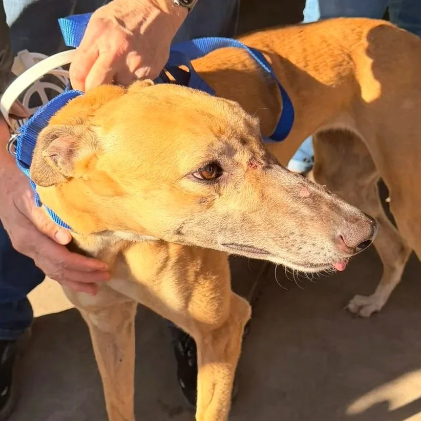 WW Malibu Shimmy - Lucinda