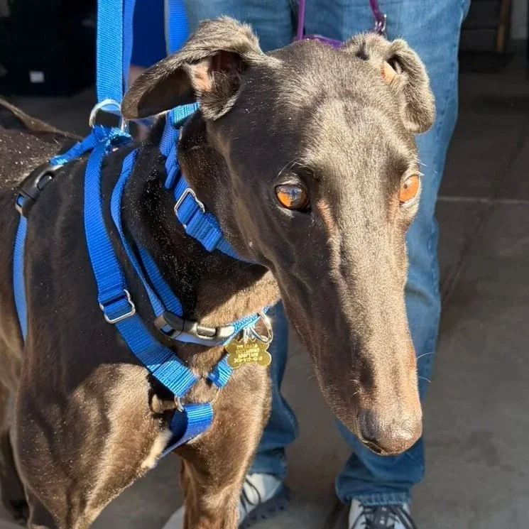 Wind Rush - Windy (AUS)