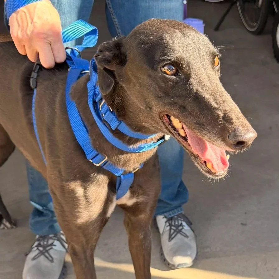 Lady Slick - Lady (AUS)