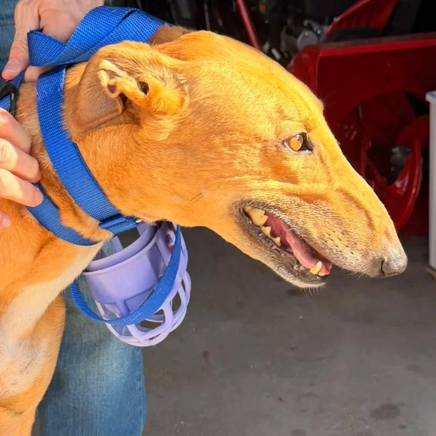 Go Forward Ray - Ray (AUS)