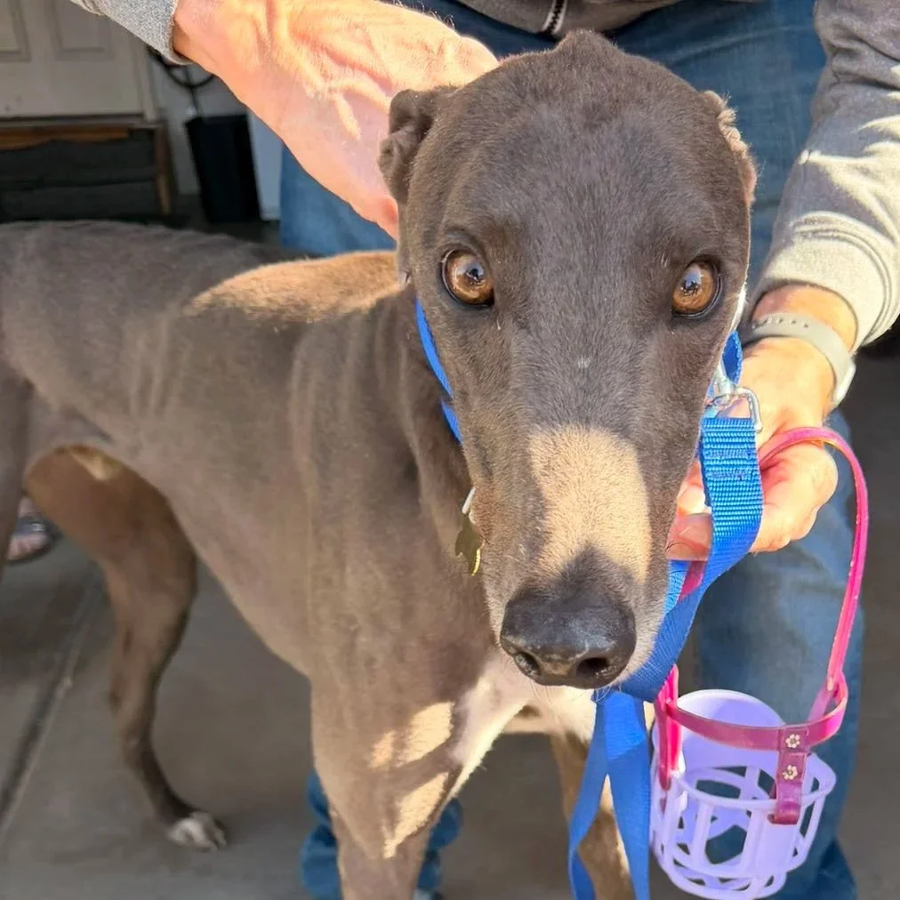 Tricky Tiger - Tiger (AUS)