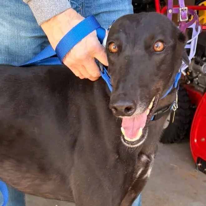 Ferocious Tito - Tito (AUS)