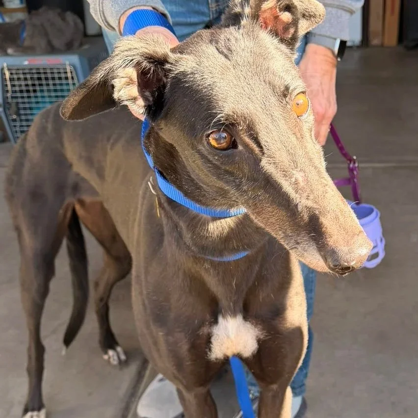 Orana Kate - Kate (AUS)