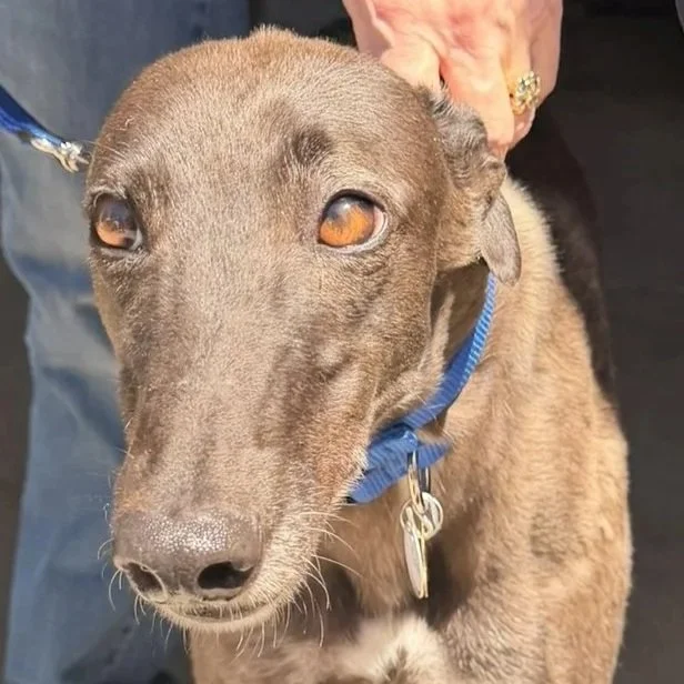 Skim Latte - Coco (AUS)