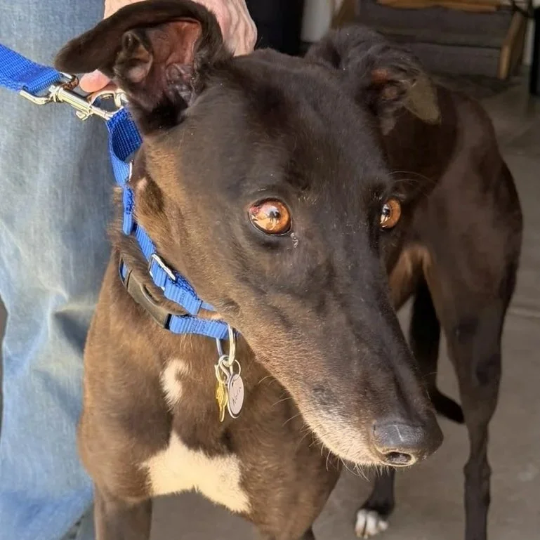 Wild and Sassy - Nora (AUS)