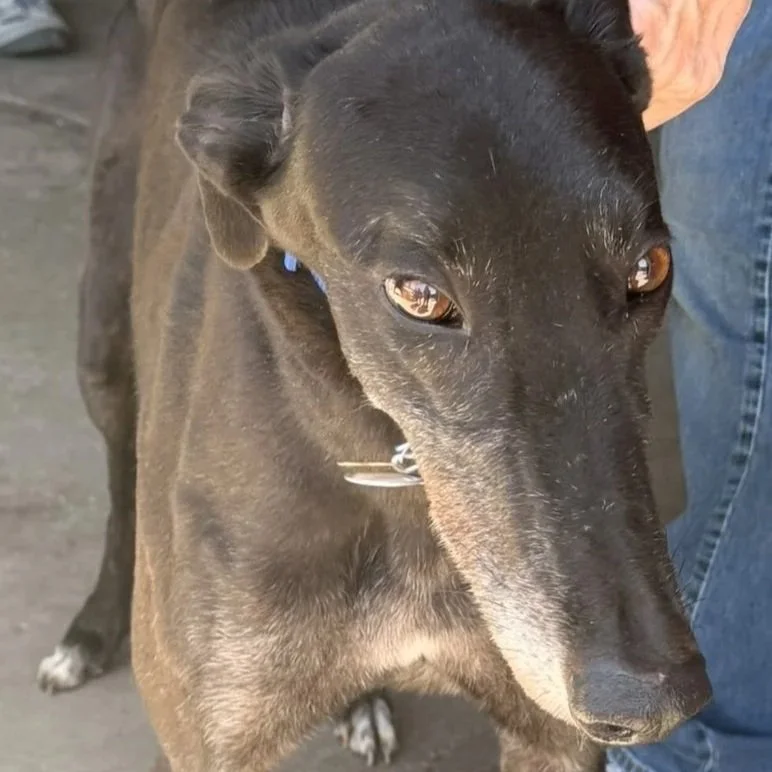 Rockstar Raj - Raj (AUS)