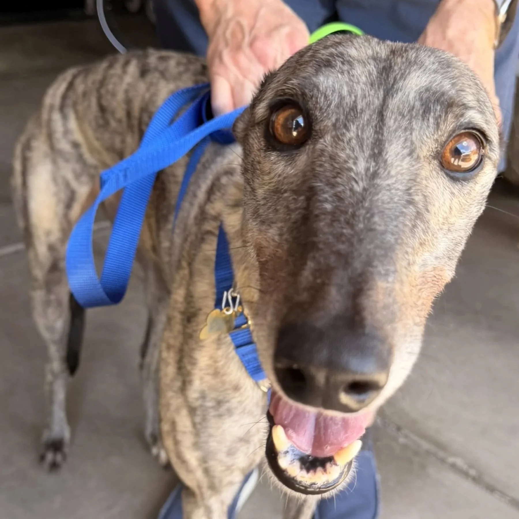 Corless Pretty - Lulu 2 (AUS)