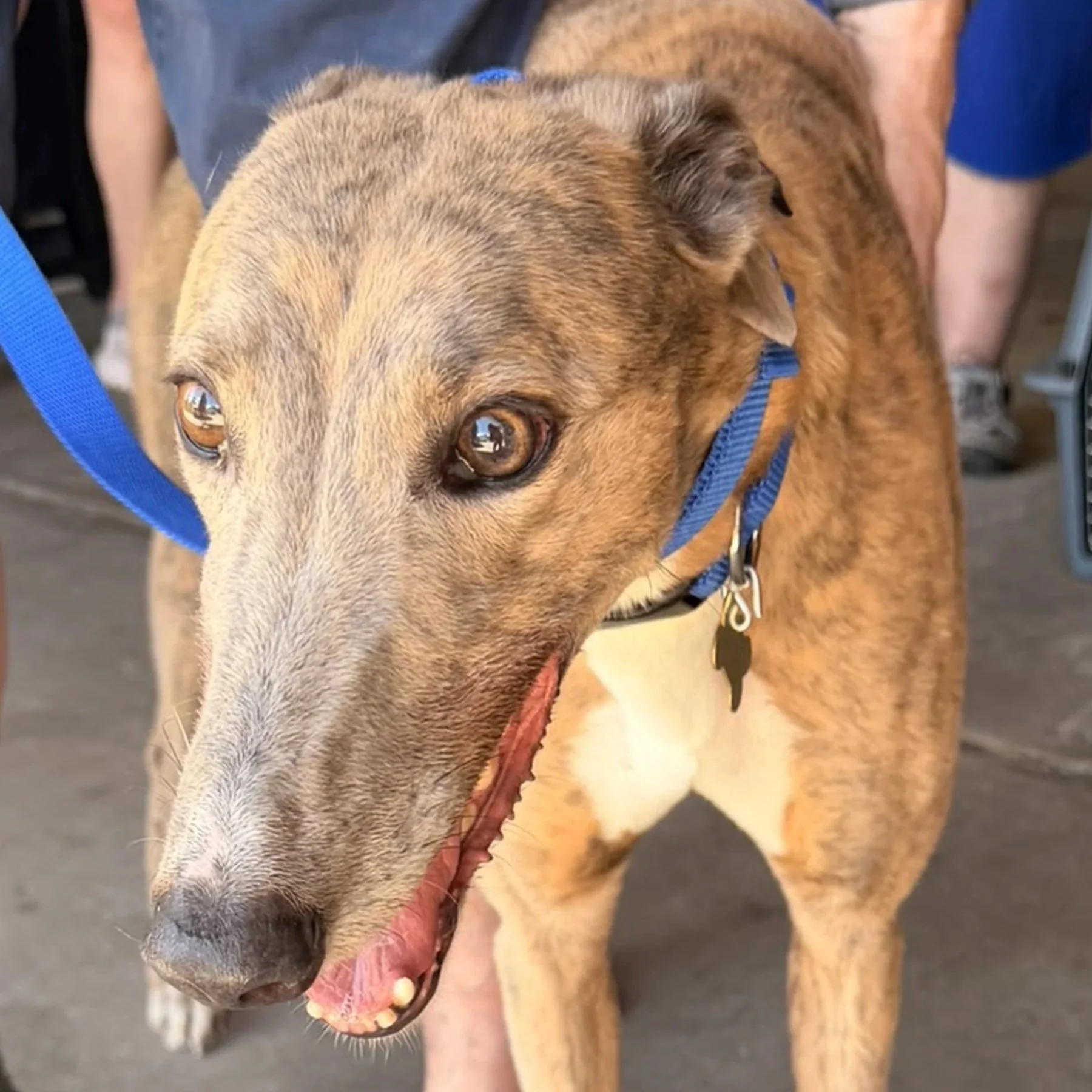 ADOPTION PENDING - True Treat - Treat (AUS)