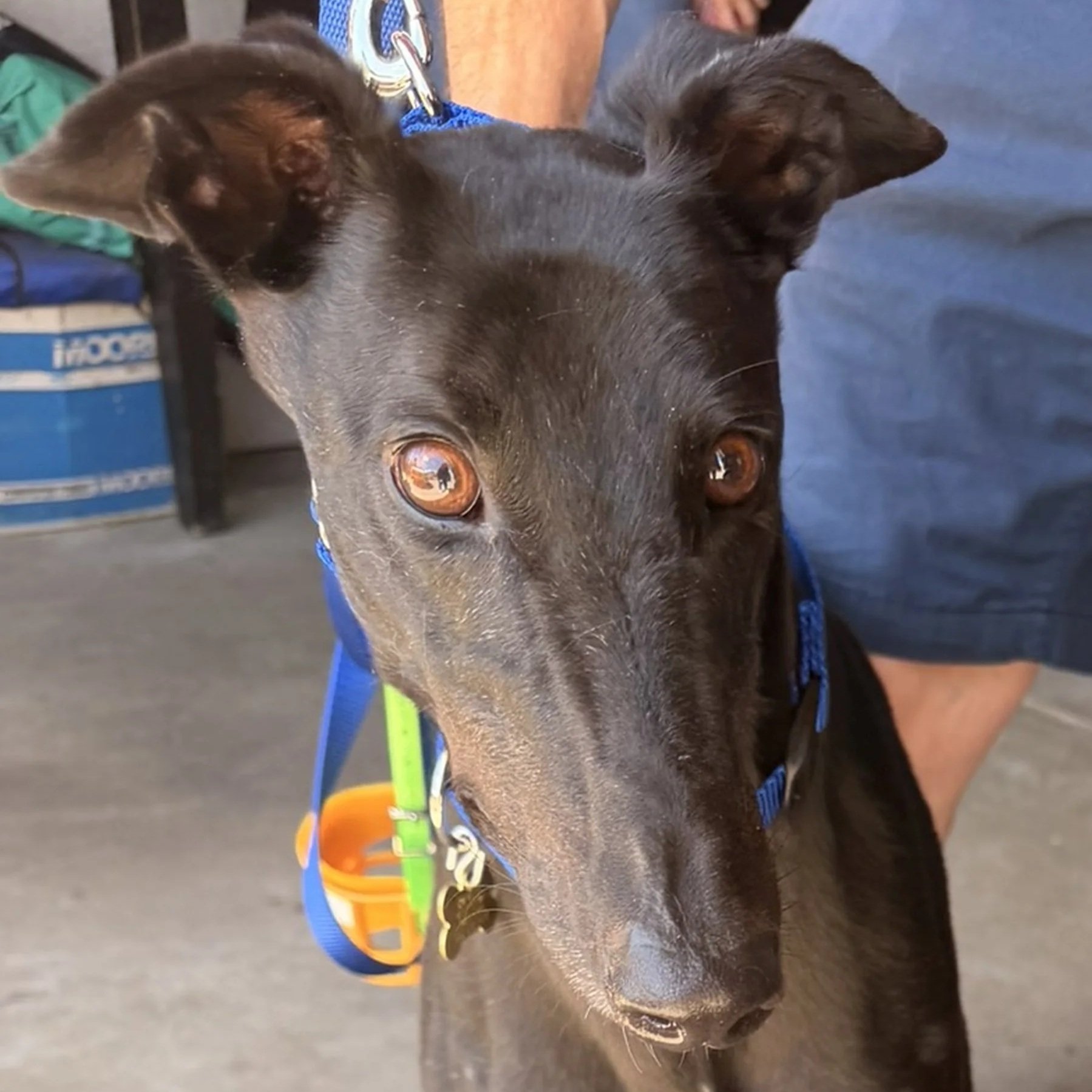 ADOPTION PENDING - Stunning Lulu - Lulu 1 (AUS)
