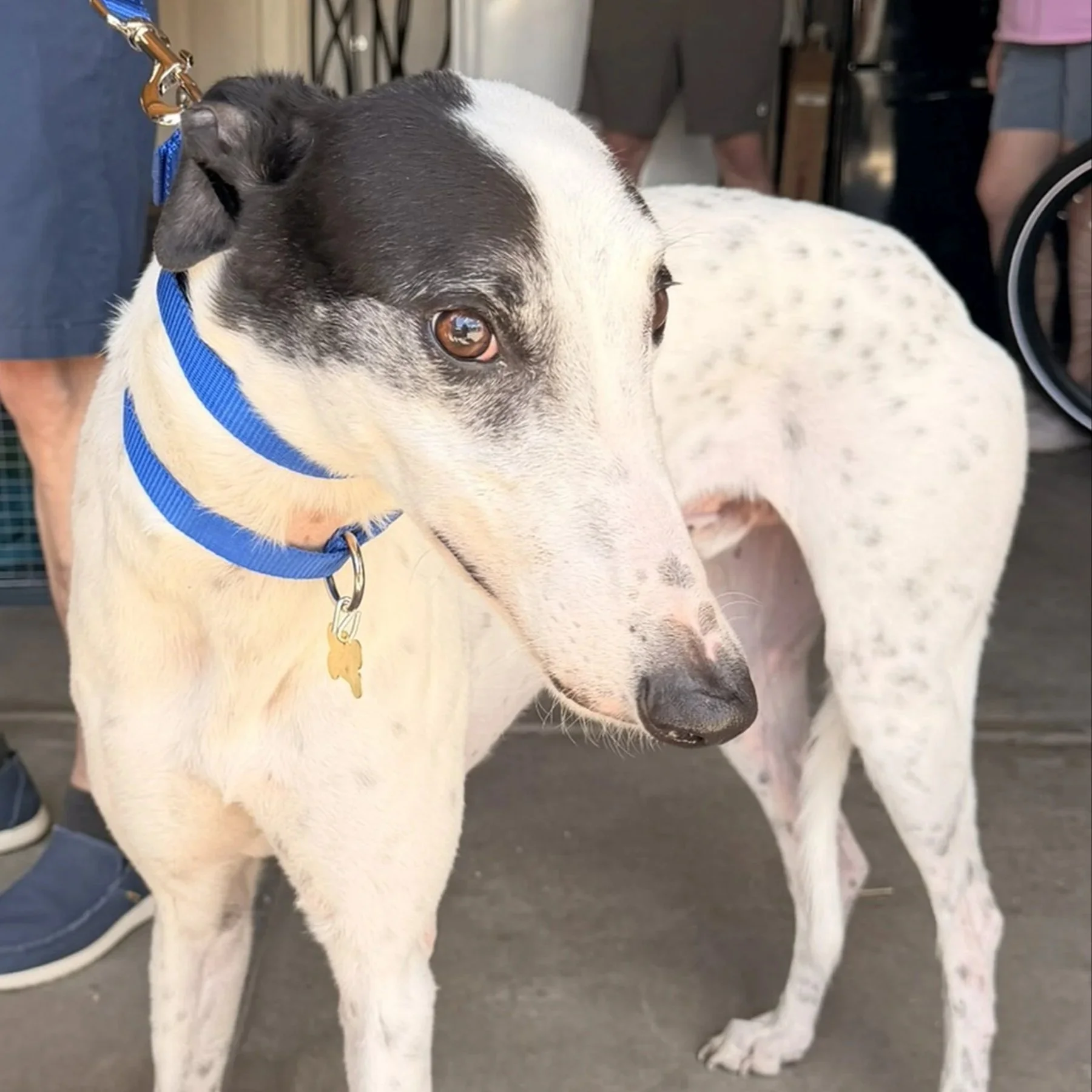 No Buttons - Jimmy (AUS)