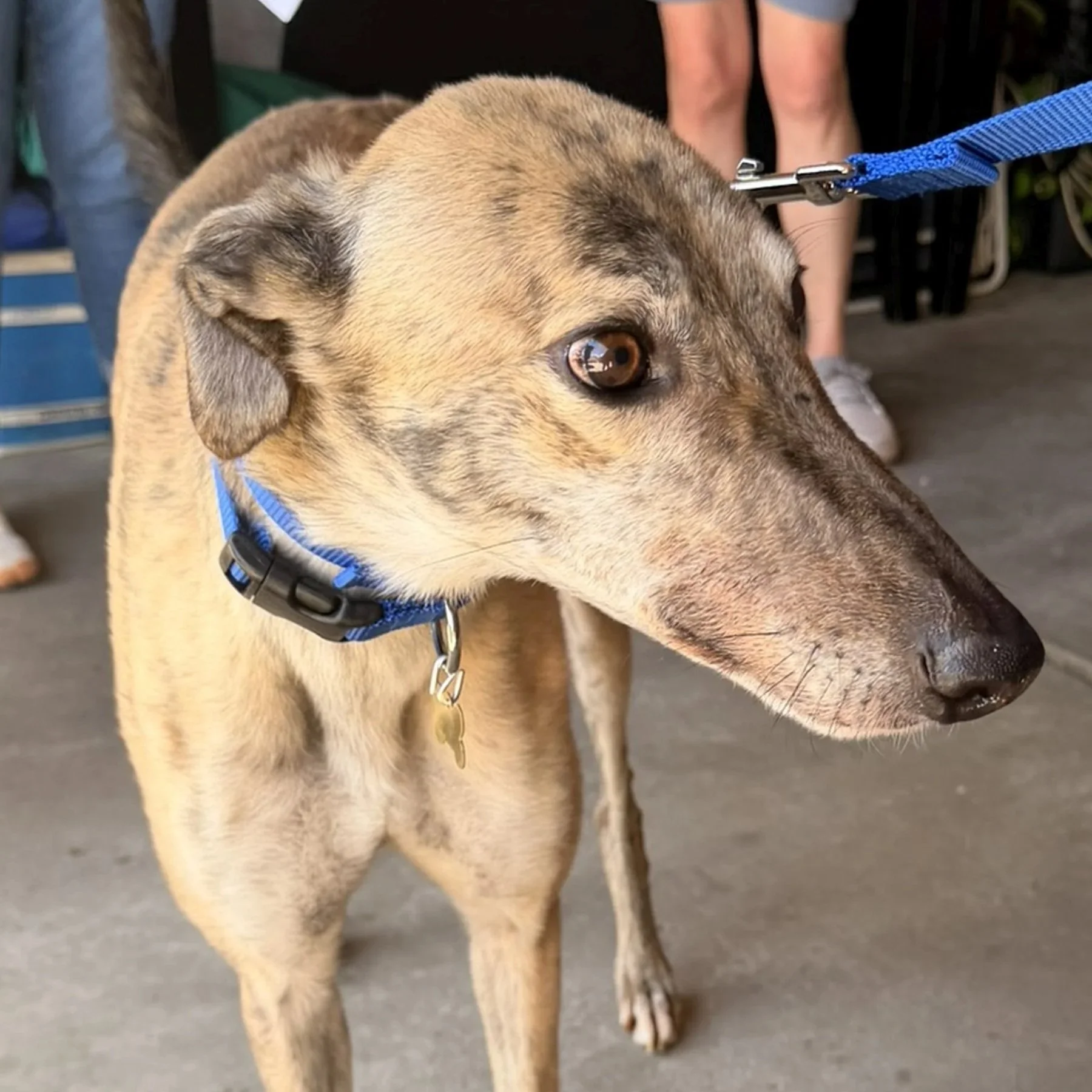 ADOPTION PENDING  - Benny The Bop - Benny (AUS)