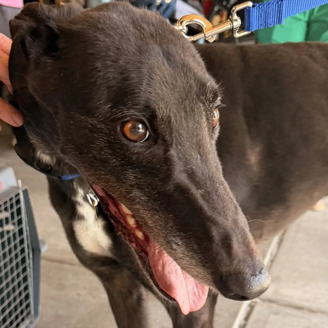 Sanguine - Tommy (AUS)