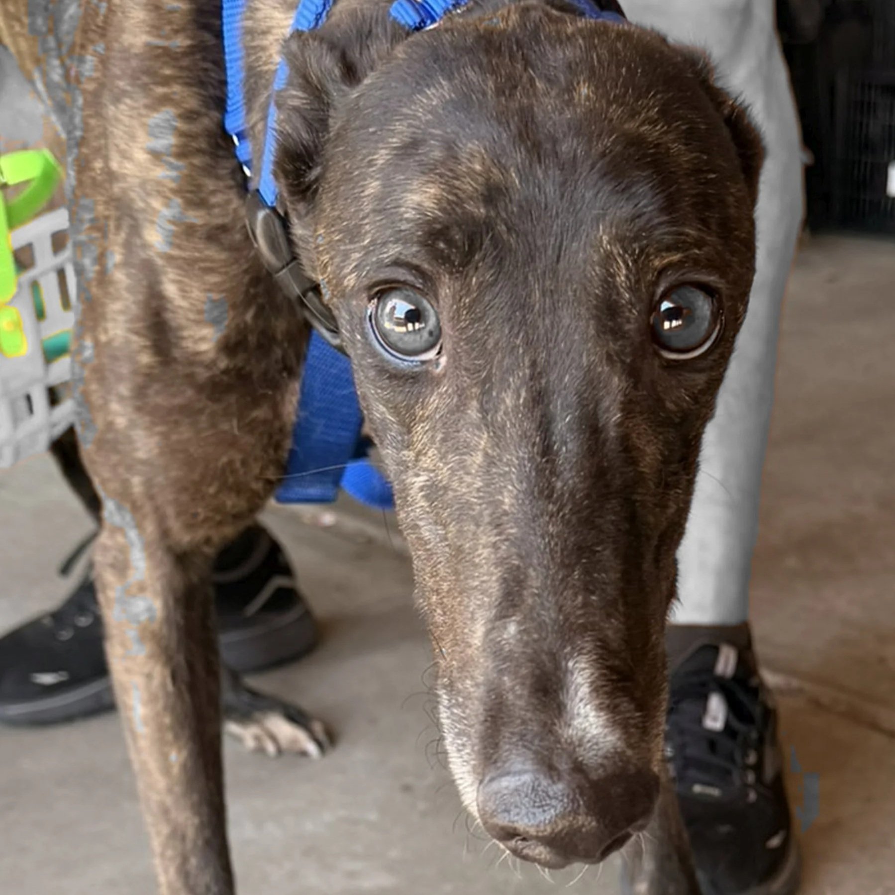 ADOPTION PENDING  - WW Born a Star - Star