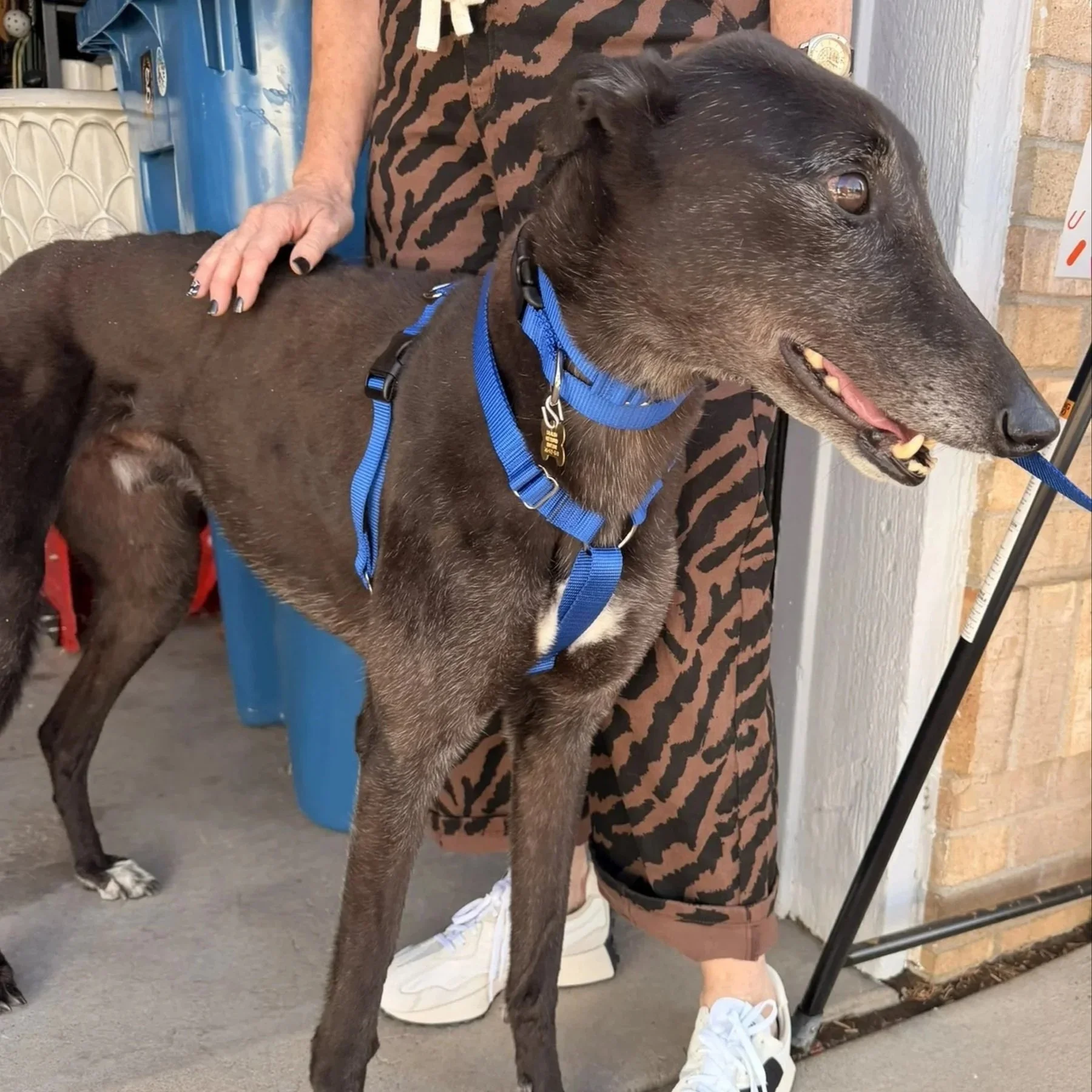 ADOPTED - Centidieci - Col (AUS)