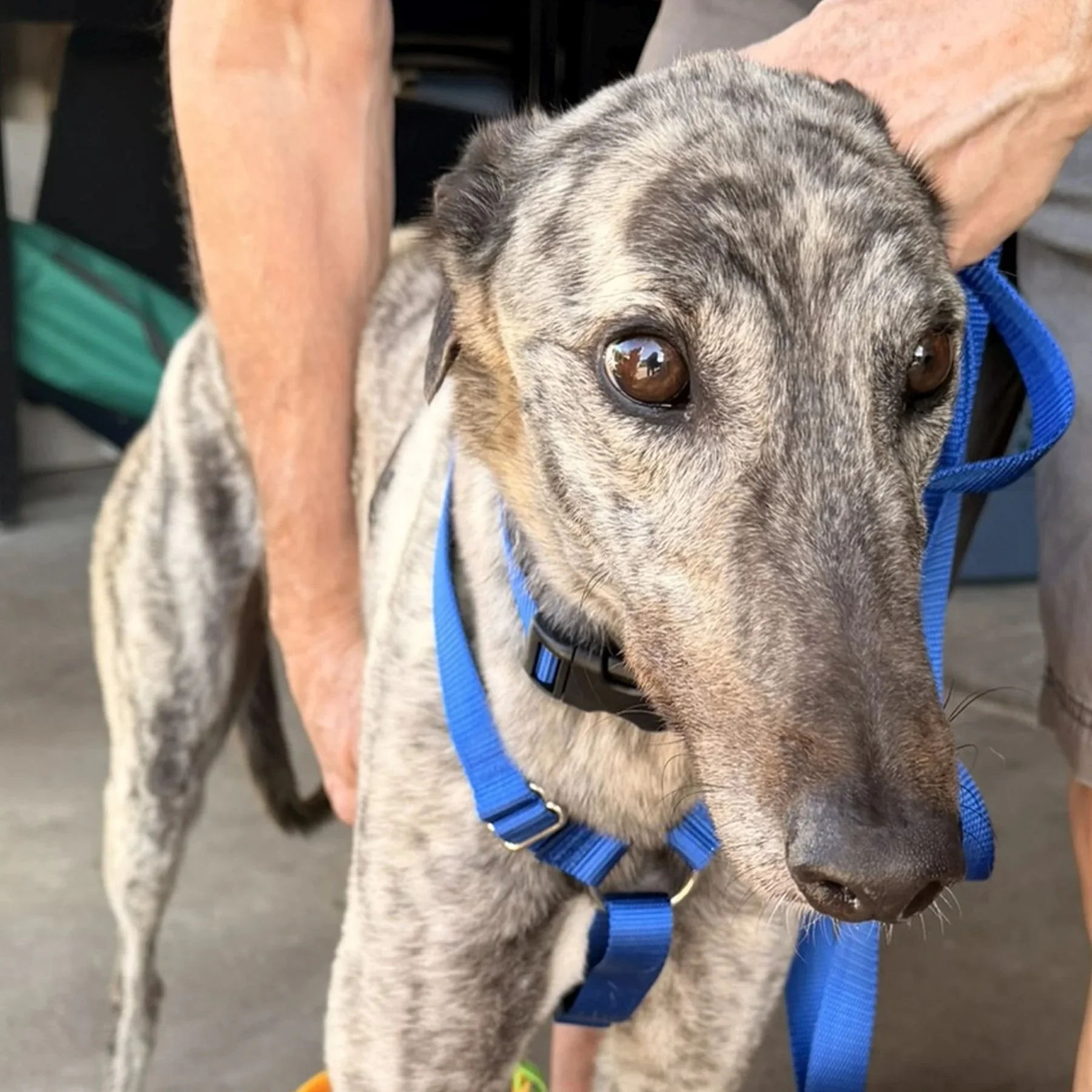 Tigger (AUS)