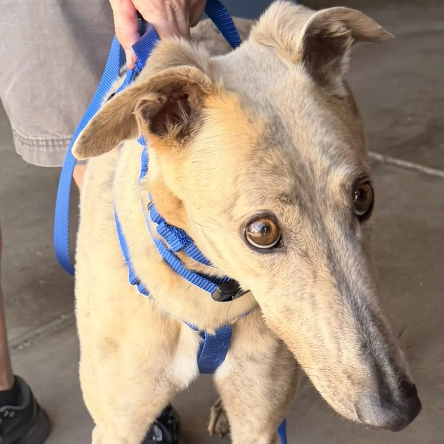 ADOPTION  PENDNG - Indie (AUS)
