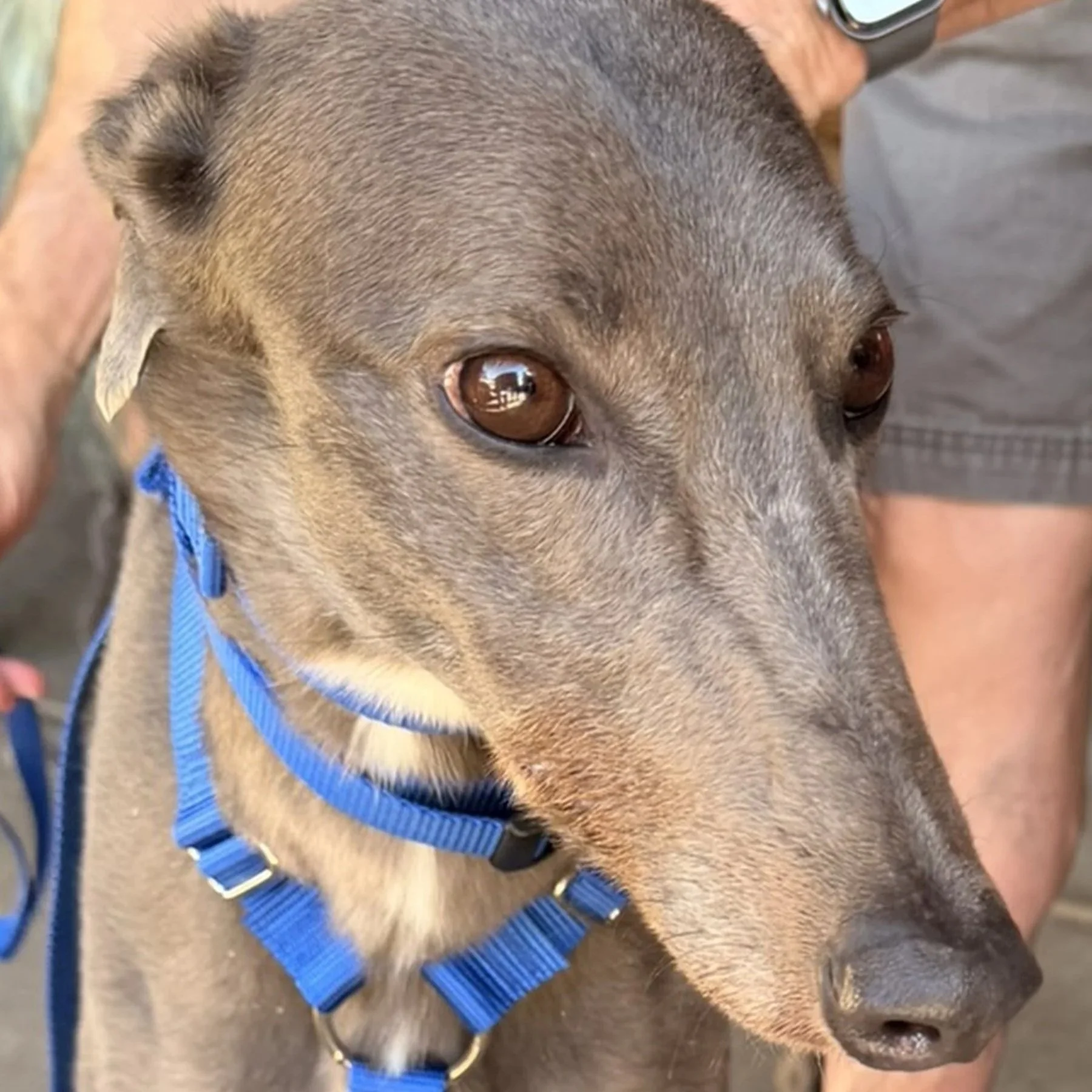 ADOPTED  - Willow Bale - Willow (AUS)