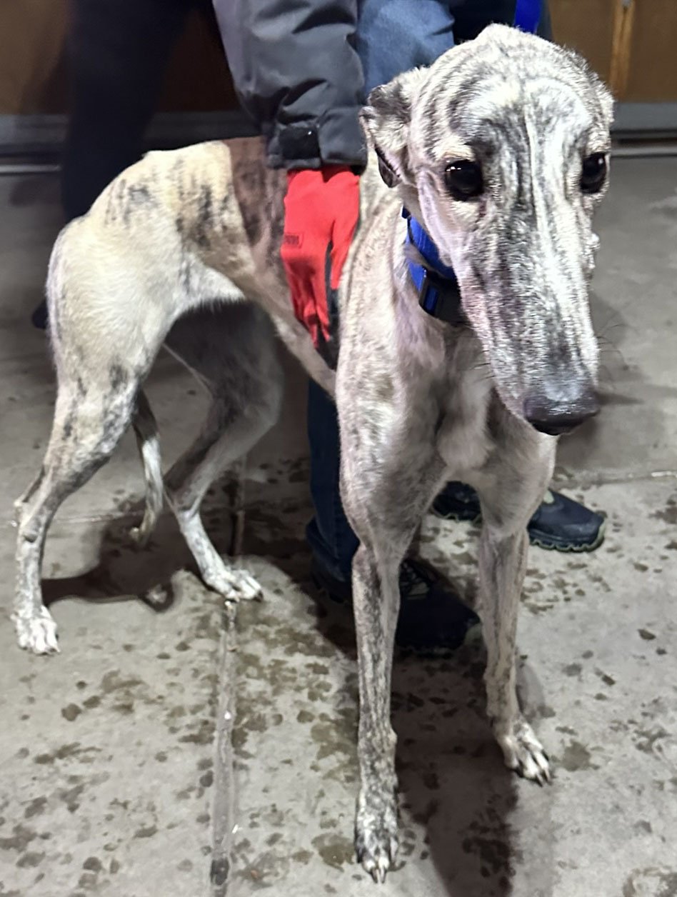 Cat friendly cheap greyhound