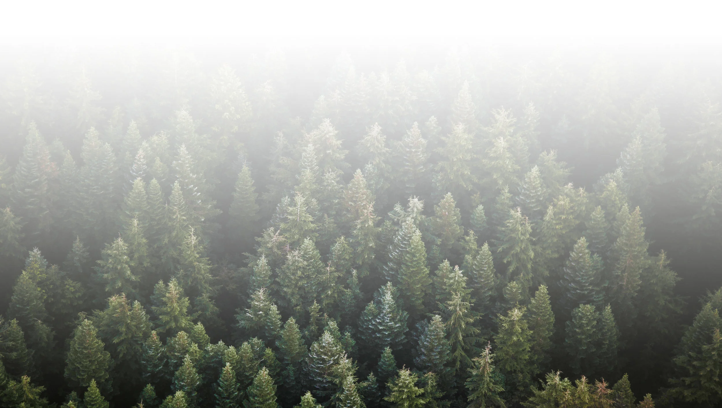Trees Shaded.jpg