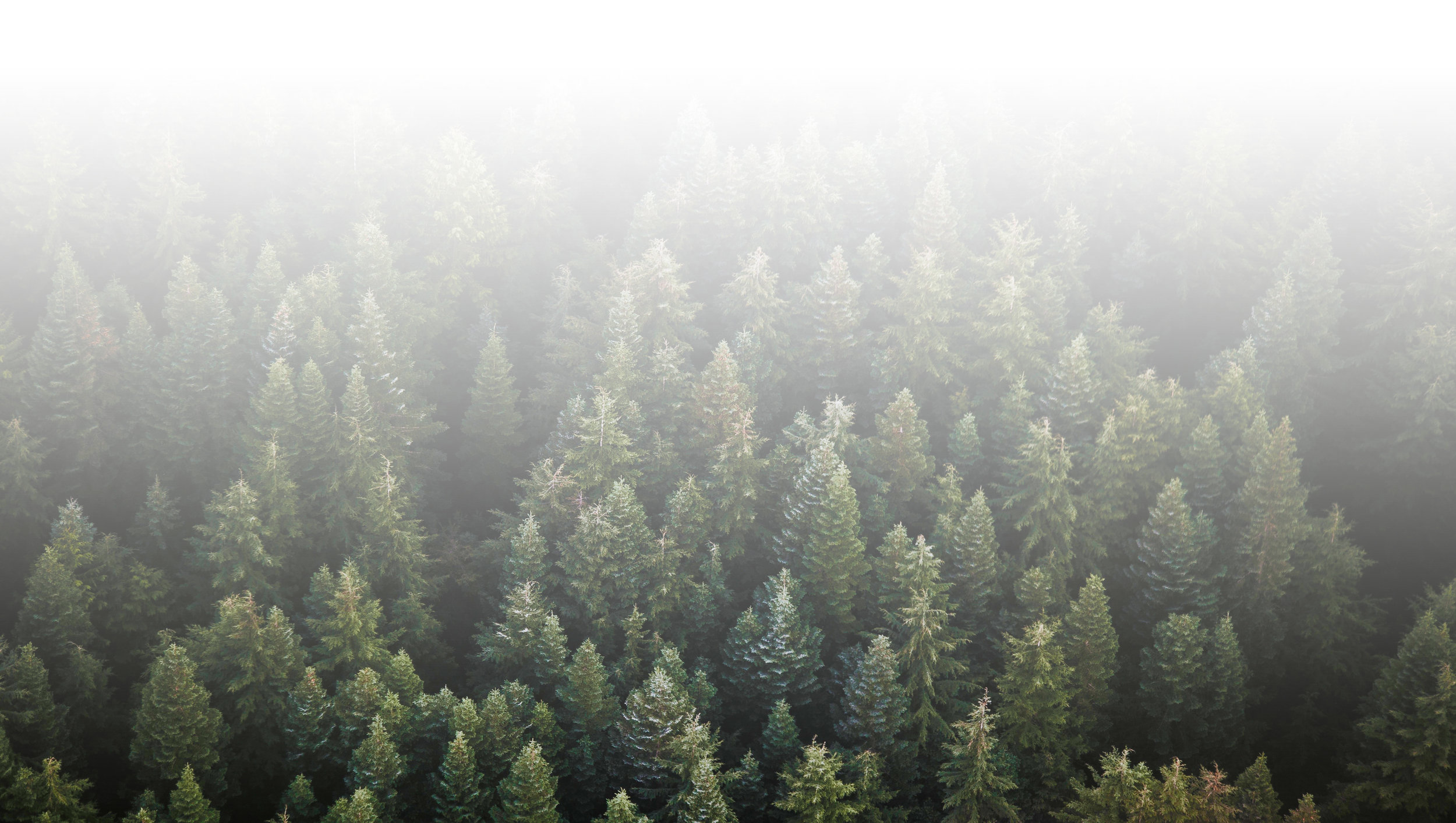 Trees Shaded.jpg