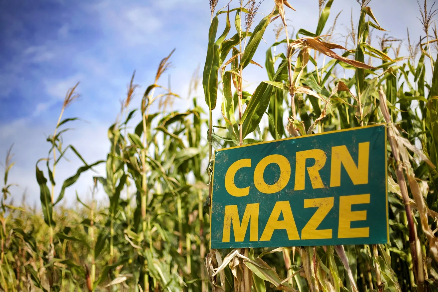 CORNMAZE