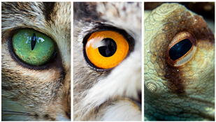 'One Of A Kind' Collection of Animal Eyeballs Aids Research on Vision Problems 