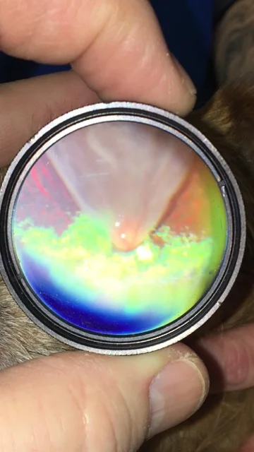 The ACVO Pharmaceutical Safety Studies Committee Restructures Public Outreach Information