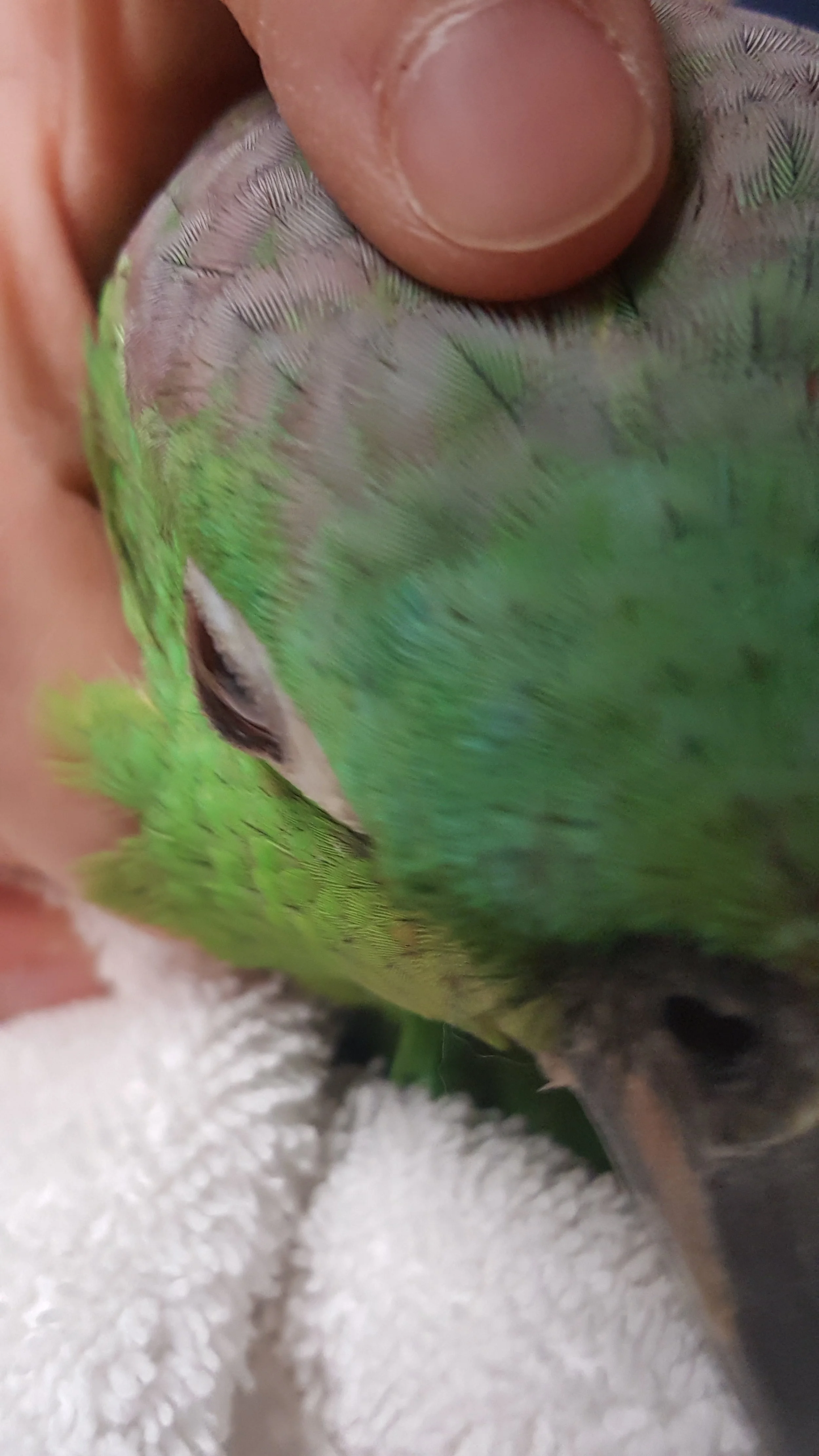 Right Eyelid