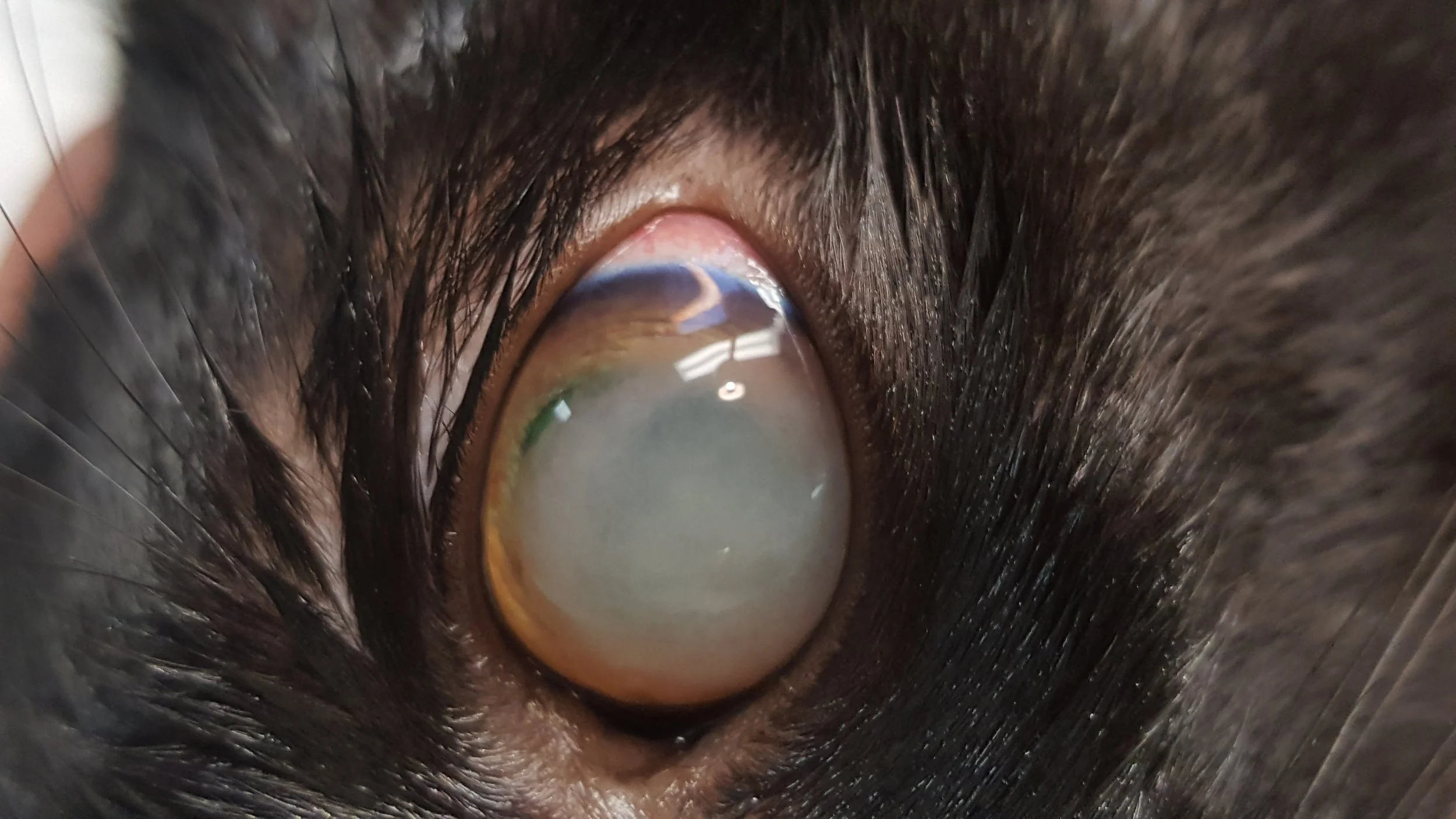 Intraocular fibrin clot on a cat #1