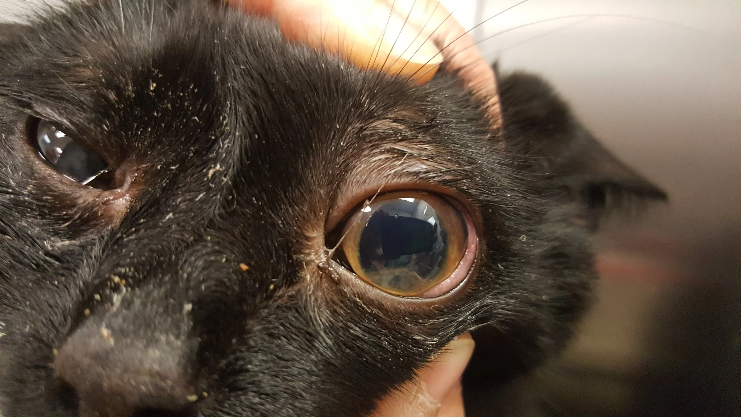 Intraocular fibrin clot on a cat #2