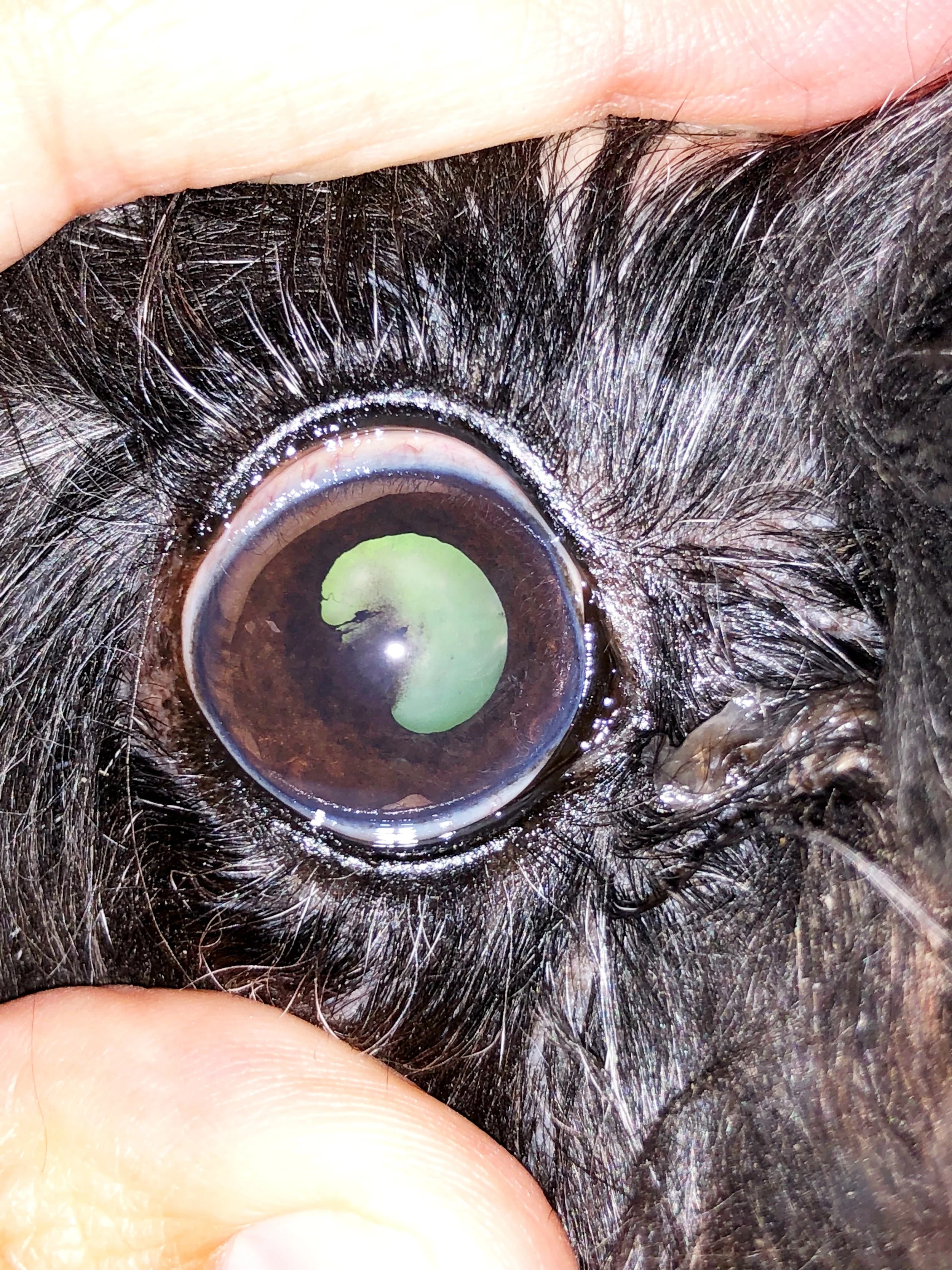 OD - incipient cataract