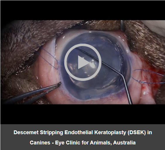 Descemet Stripping Endothelial Keratoplasty (DSEK) in Canines- Eye Clinic for Animals, Australia