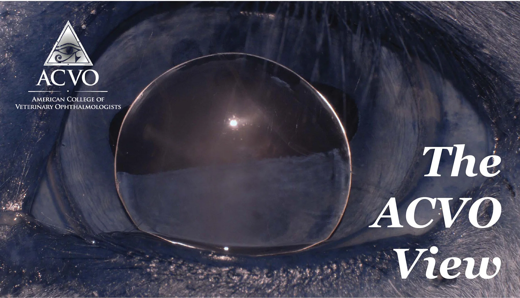 Find ACVO Member Newsletter (The View) on the DACVO Website