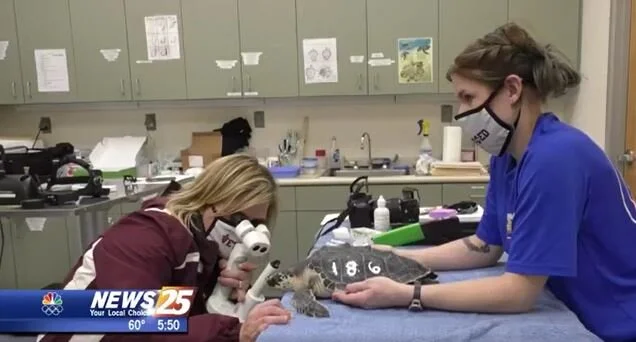 Dr. Caroline Betbeze Examines Eye of Rare Kemp's Ridley Sea Turtles