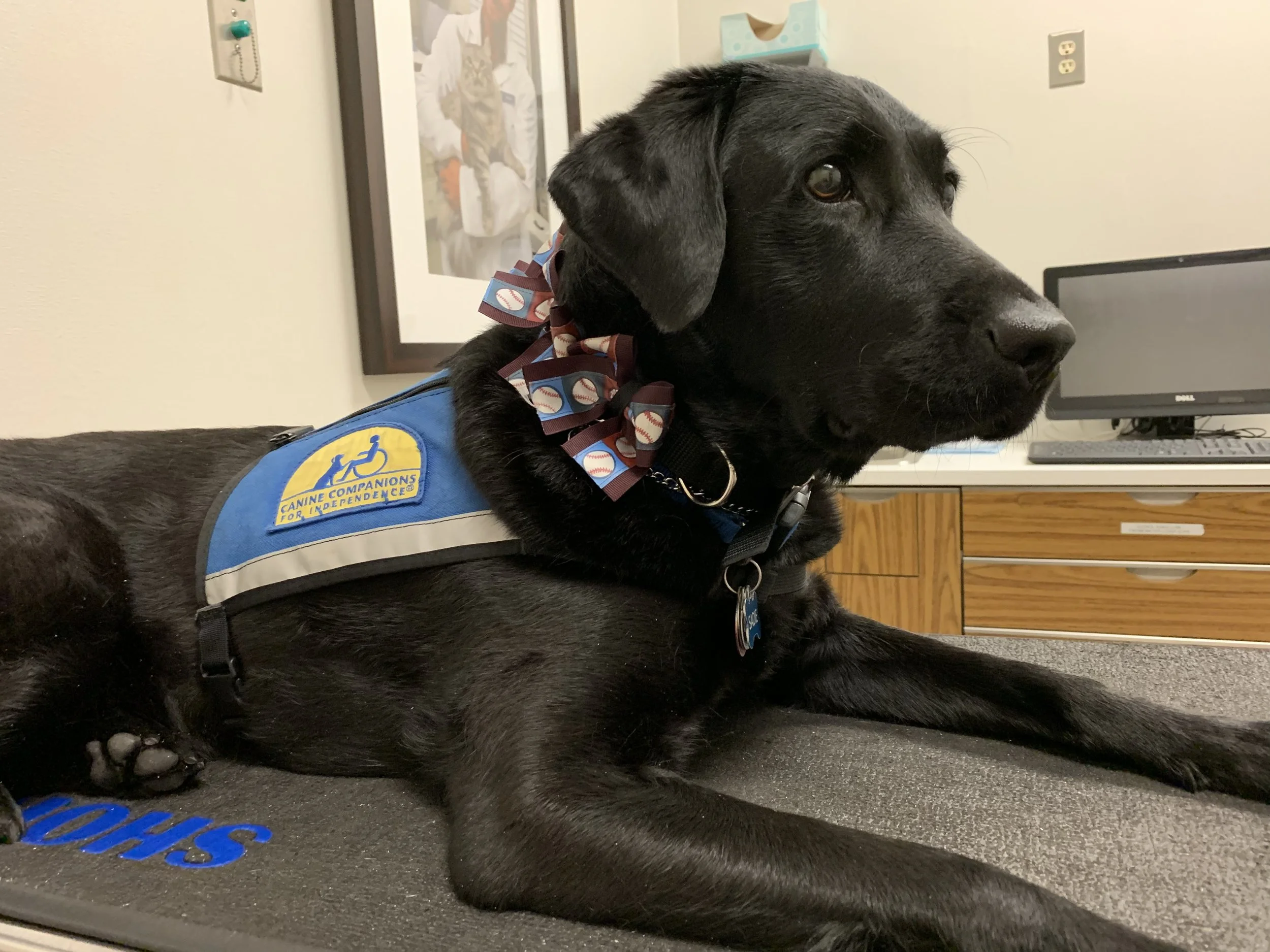 Registration Now Open For 2022 ACVO/Epicur National Service Animal Eye Exam Event
